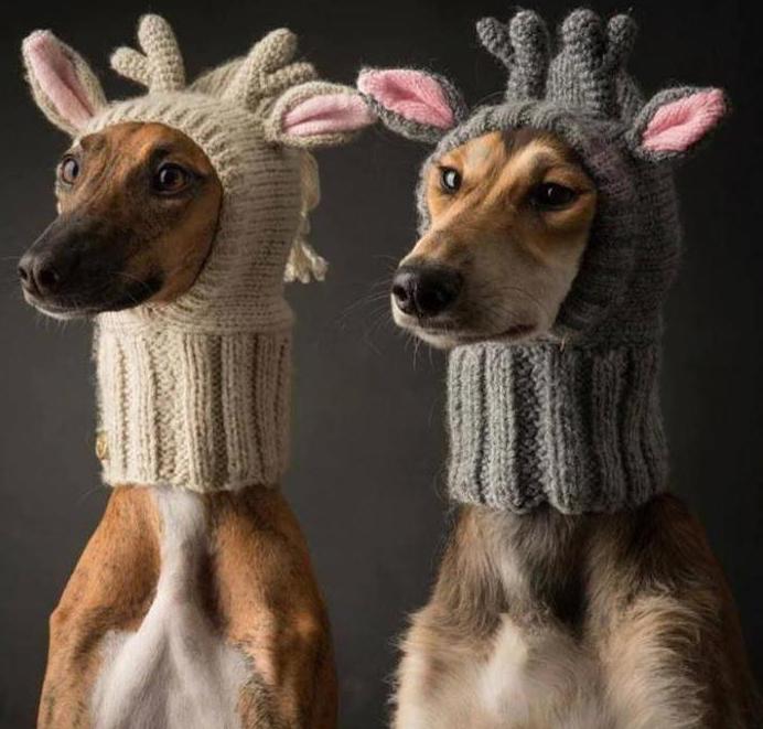 cappello per ferri da maglia per cani