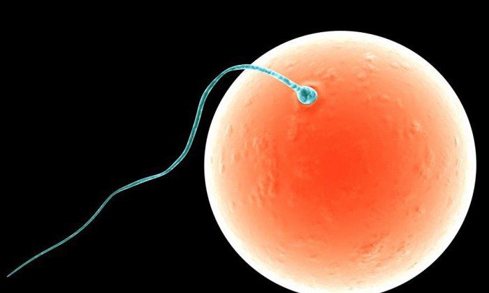 Spermogram metody kruger