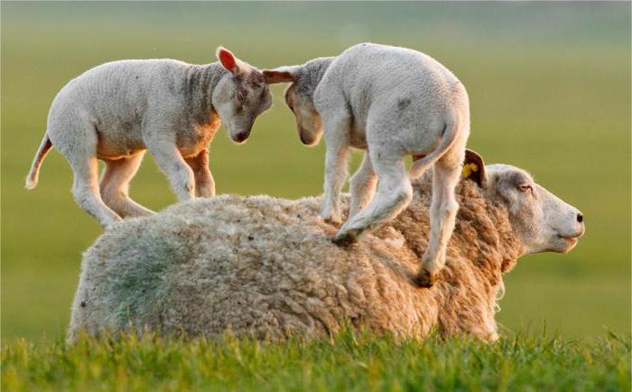 střih ovcí
