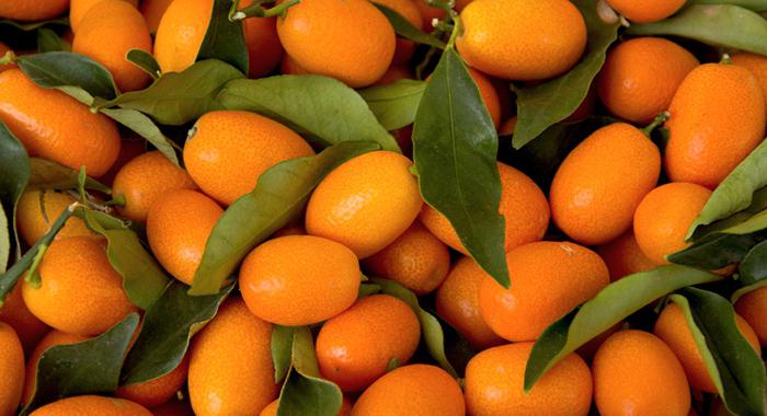 kumquat, ki raste doma