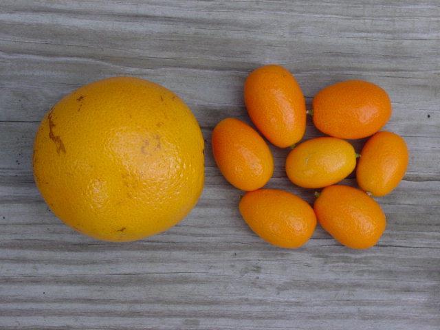 rastoča kumquat iz semen doma