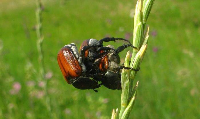 Kuzka beetle sul grano