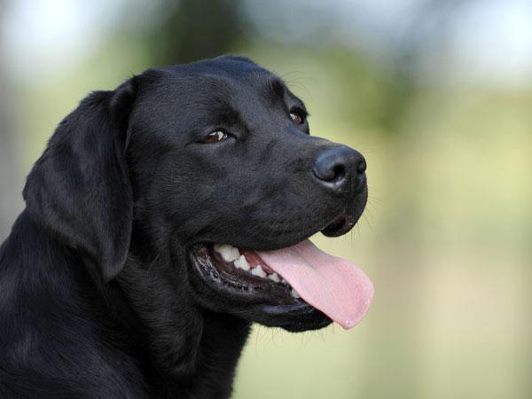 labradorský černý pes