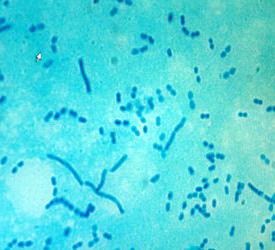млечнокиселите бактерии принадлежат към групата