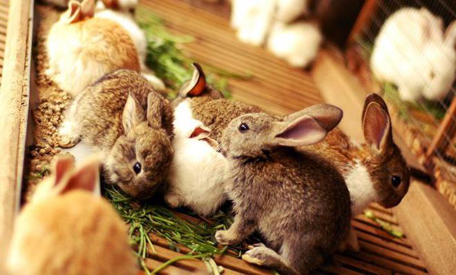 acido lattico per conigli