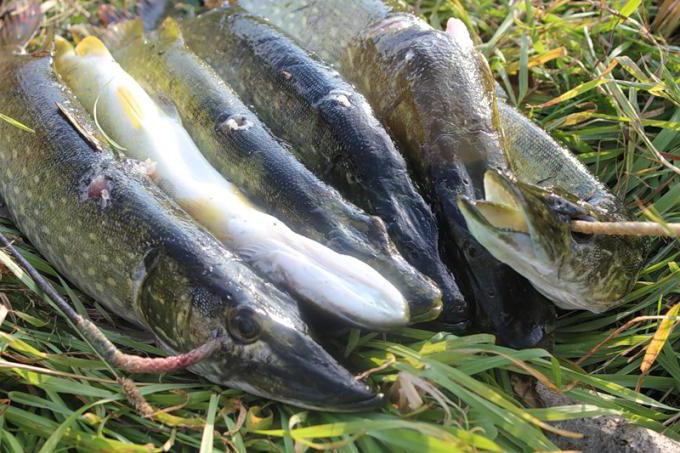 ribolov u regiji Tver