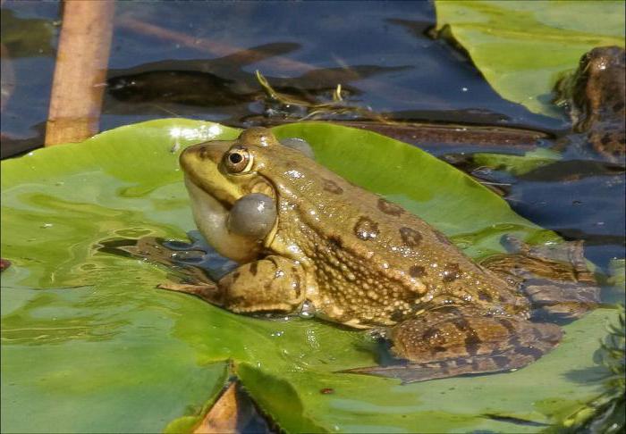 езерна жаба
