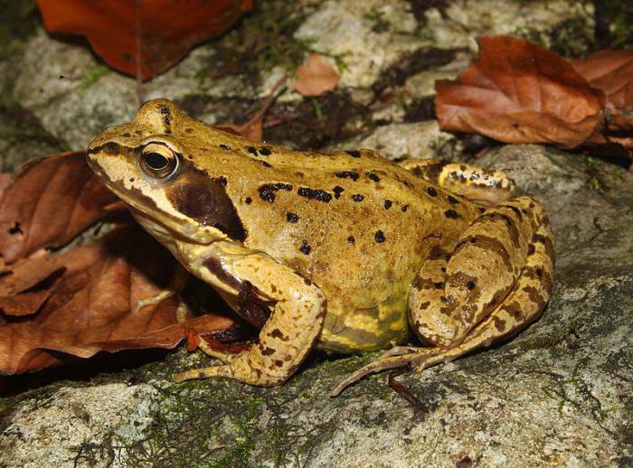 тревата и езерната жаба са индивиди от различно естество