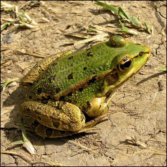 развитие на езерната жаба