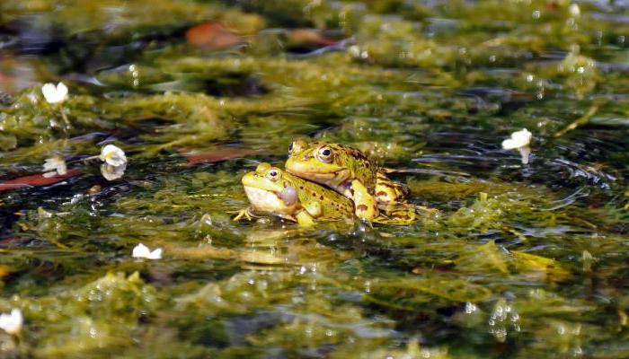 езеро жаба снимка