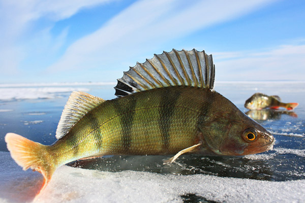 Pesca sul lago