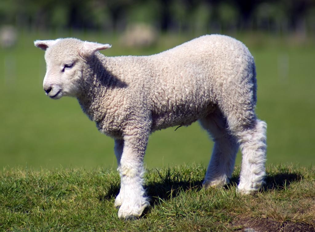Curly lamb