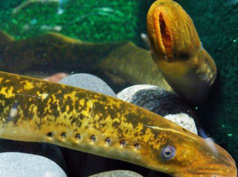 fiume della foto del pesce della lampreda