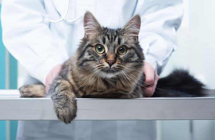cosa è meglio la sterilizzazione laparoscopica di un gatto o ordinaria