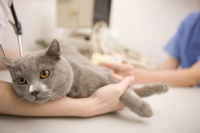 laparoskopowa sterylizacja kotów Cena