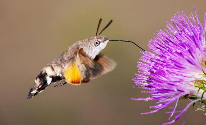 un insetto simile al colibrì