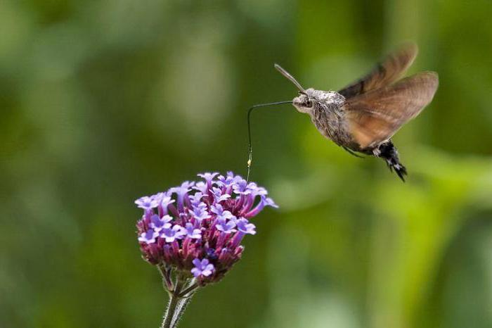 kolibřík motýl