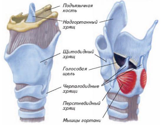 funzione laringe