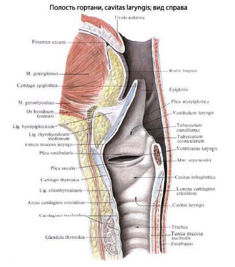 struttura e funzione della laringe