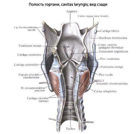 quali sono le funzioni della laringe