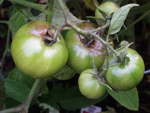 късната болест на доматите