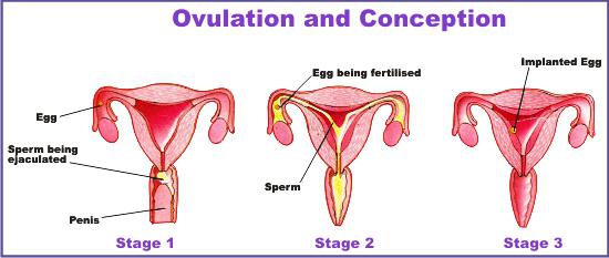 kasna ovulacija