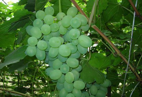 Descrizione varietà uva Lora
