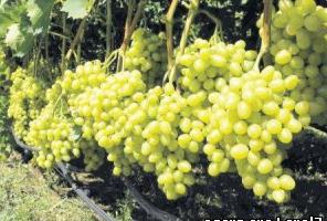 pregled grozdja laura