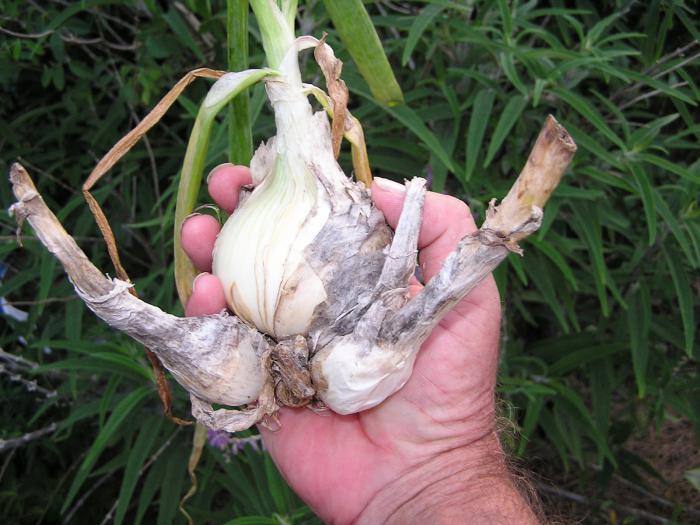 Wielopoziomowe odmiany cebuli