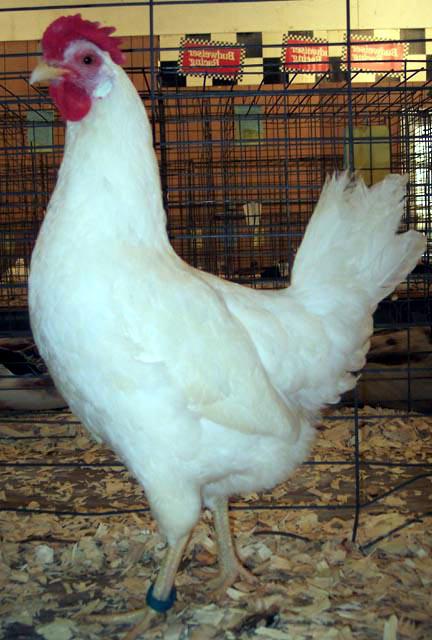 породи домашни кокошки носачки