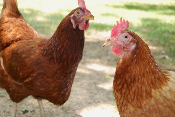 polli gallina razza haisek marrone