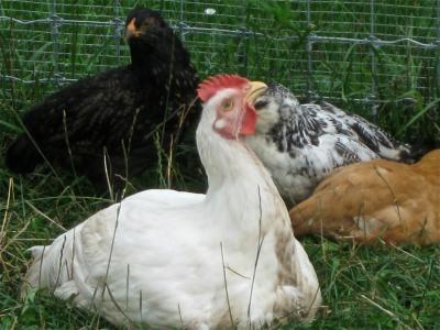 Coltivazione di galline di strati