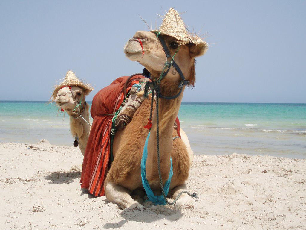 kamele na plaži