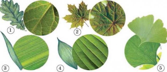 druhy léčení listů