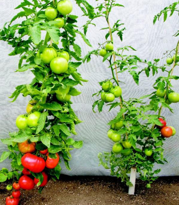 coltivare pomodori e cura
