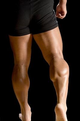 Muscoli delle gambe