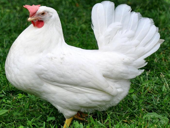 снимка на пилета