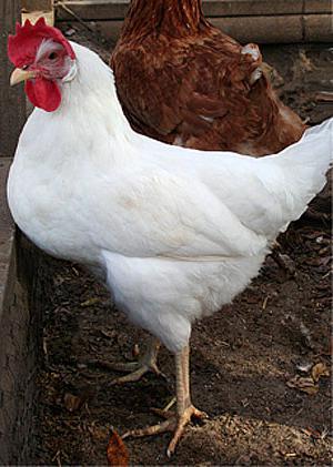 описание на кокошки нозе