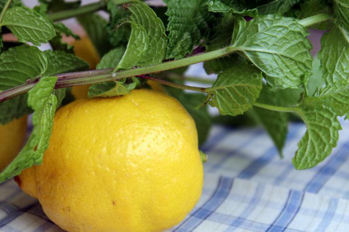 citrusové mátové příznivé vlastnosti a kontraindikace