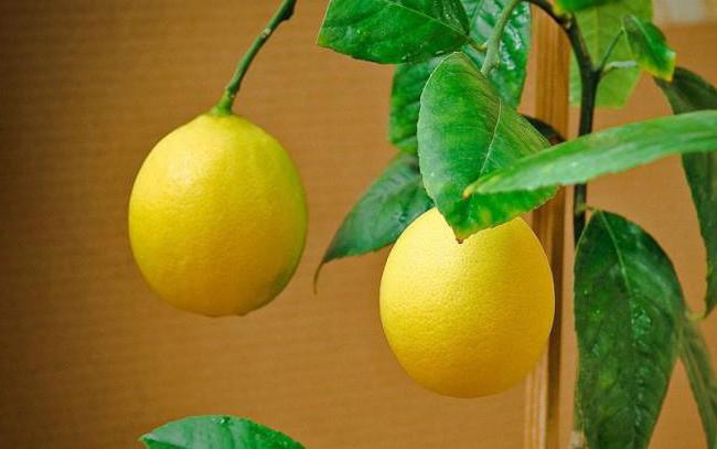 Павловски лимон