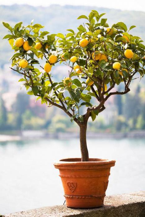 Pavlovský citron péče