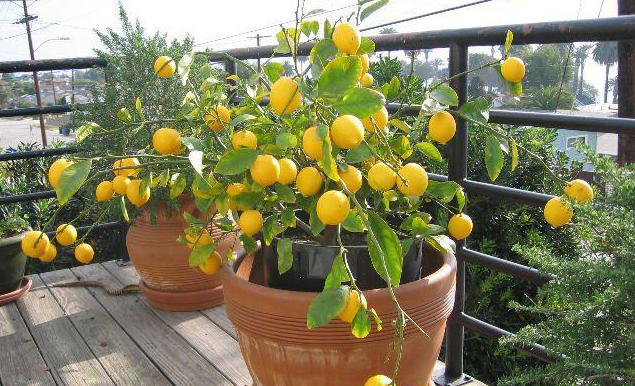 citron pavlovsky péče doma