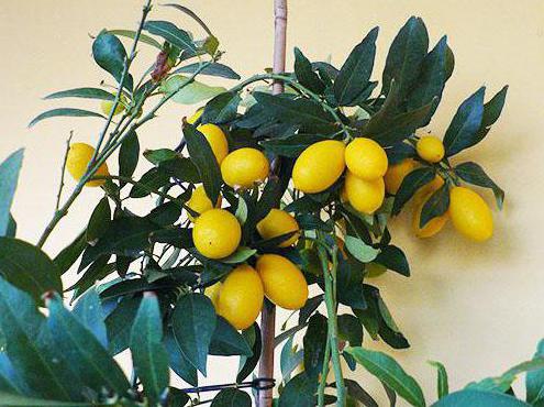 sazenice pavlovsk citronu