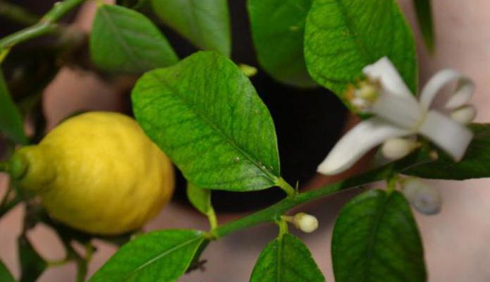 описание на лимон павловски