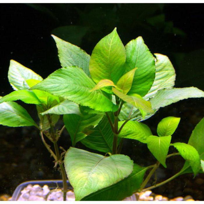 rostlinné lemongrassové akvárium