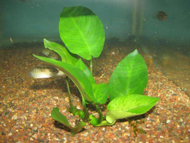 obsah lemongrassových rostlin v akváriu
