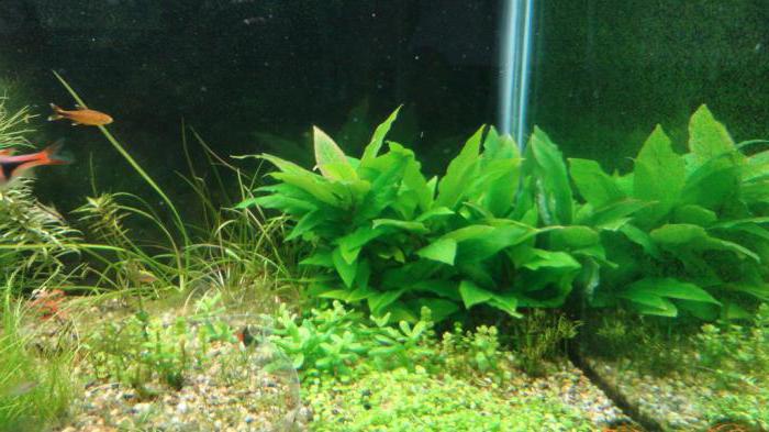 Lemongrass akvarij uzgoj biljaka