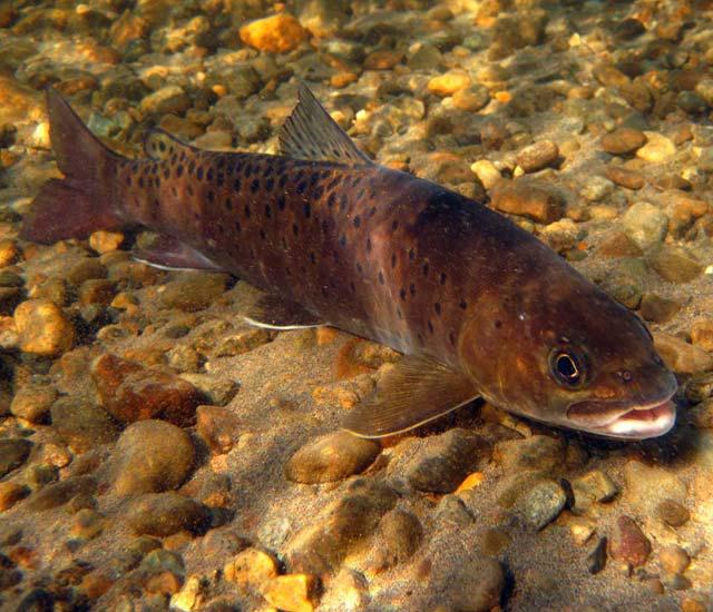 Foto di pesce Lenok dal libro rosso