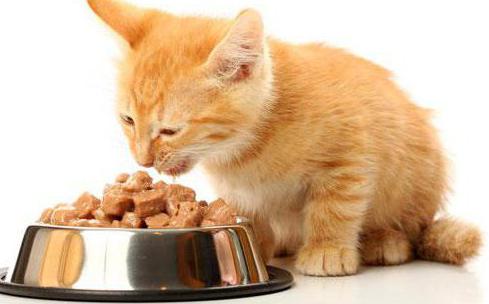 Леонардова мокра храна за мачке
