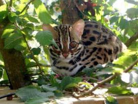 mačka leopard